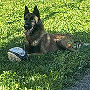 Saiko participe au concours pour gagner de l'argent avec cette photo : animal, ball, canine, daytime, dog, german_shepherd, grass, greenery, lying_down, mammal, nature, outdoor, pet, playful, relaxed, rugby_ball, shadow, summer, sunlight, tongue_out