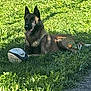 animal, ball, canine, daytime, dog, german_shepherd, grass, greenery, lying_down, mammal, nature, outdoor, pet, playful, relaxed, rugby_ball, shadow, summer, sunlight, tongue_out