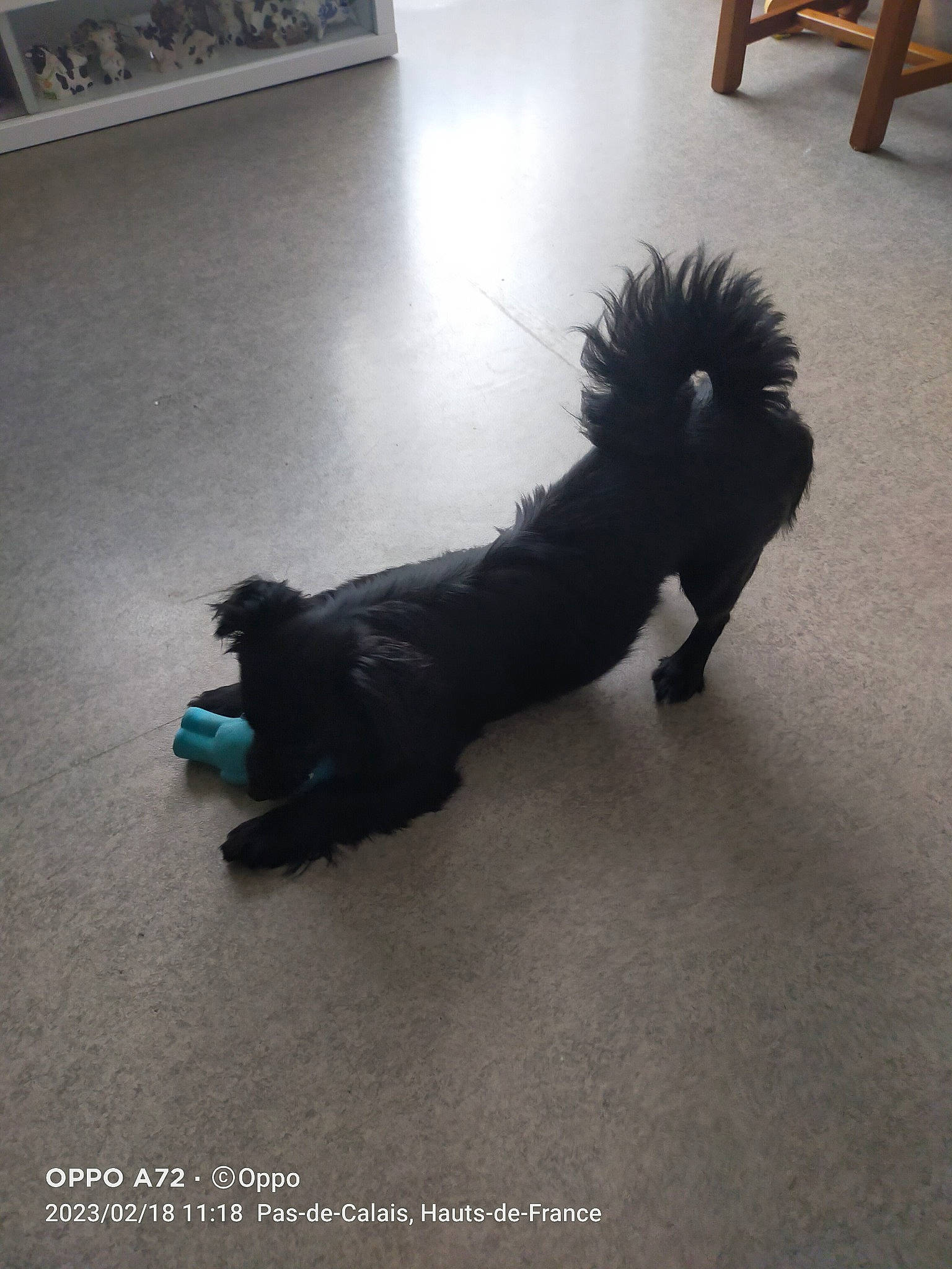 Tchoupy a rejoint le concours — aidez-le/la à gagner de superbes lots ! asphalt, canidae, carnivore, cloud, companion_dog, dog, dog_breed, dog_supply, floor, flooring, fur, grey, hardwood, small_terrier, snout, sporting_group, tail, terrier, toy_dog, wood