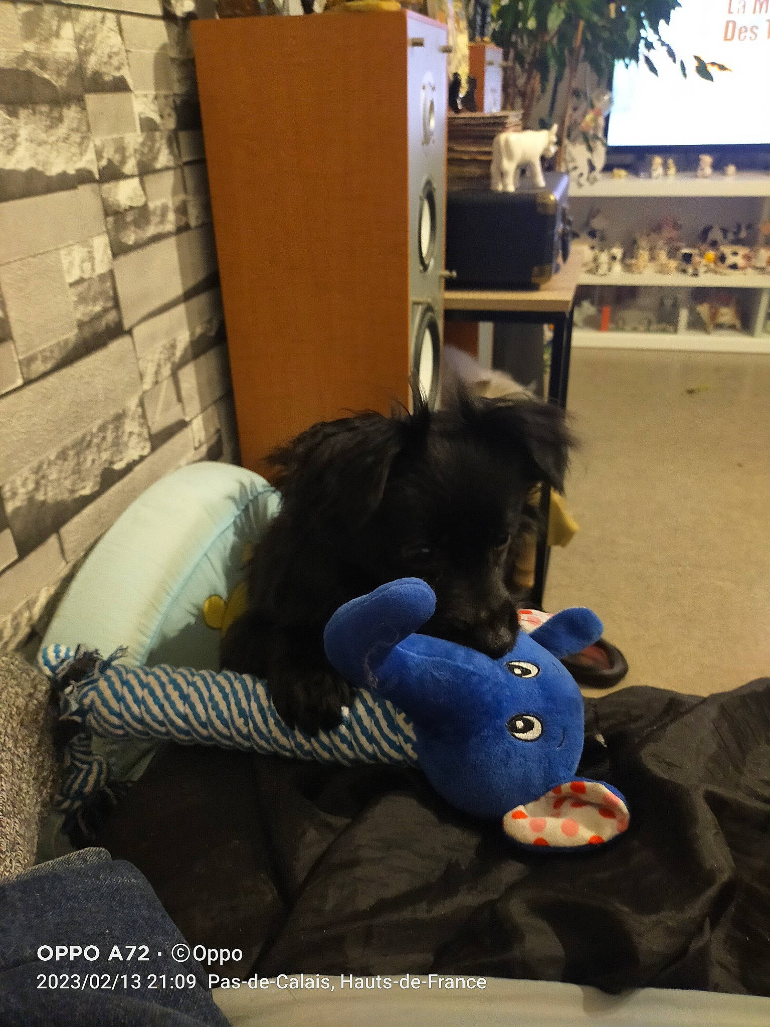 Tchoupy a rejoint le concours — aidez-le/la à gagner de superbes lots ! child, comfort, companion_dog, flooring, fun, fur, hoodie, houseplant, leisure, plant, plush, room, sitting, stuffed_toy, teddy_bear, toy, tree