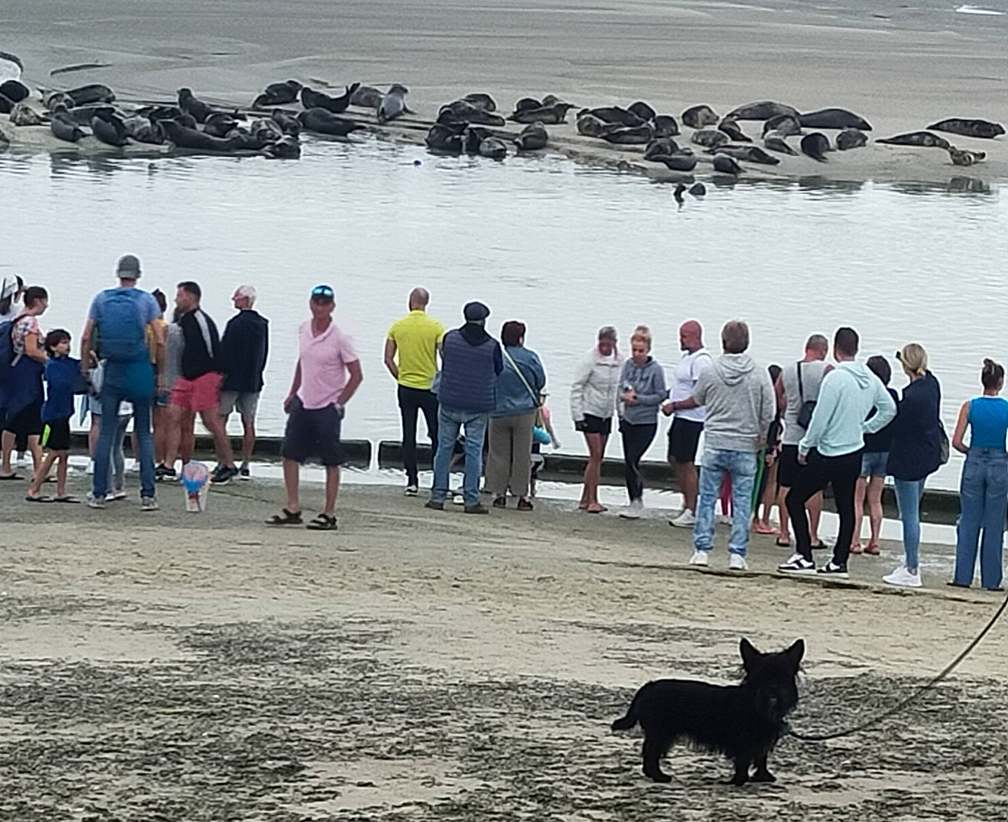 Tchoupy participe au concours pour gagner de l'argent avec cette photo : black, carnivore, coast, crowd, dog_breed, event, horizon, human, landscape, leash, leisure, morning, photograph, recreation, sand, shore, tourism, travel, water, white