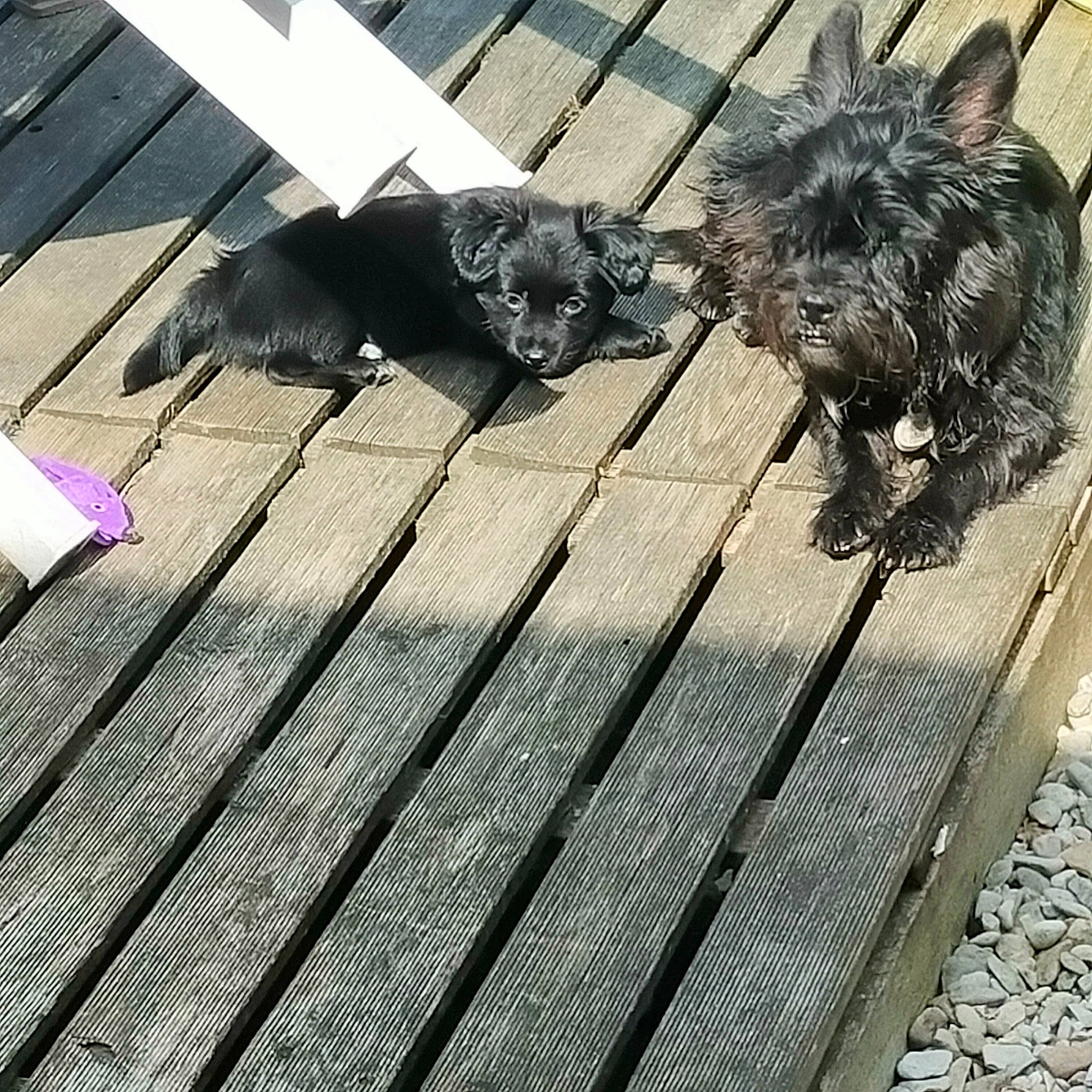 Iris a rejoint le concours — aidez-le/la à gagner de superbes lots ! carnivore, companion_dog, dog, dog_breed, dog_collar, felidae, flooring, fur, grey, hardwood, leash, metal, sidewalk, small_terrier, small_to_medium_sized_cats, snout, tail, toy_dog, wood, working_animal