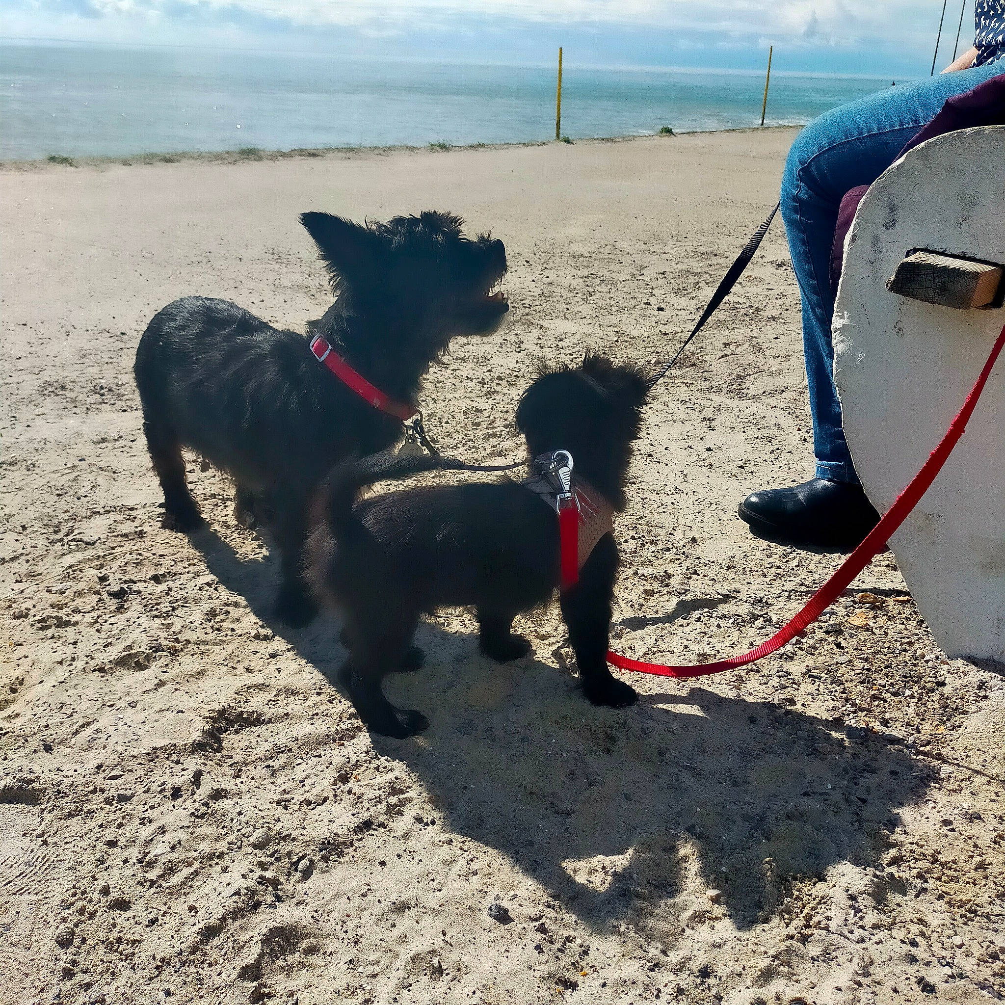 Iris a rejoint le concours — aidez-le/la à gagner de superbes lots ! adventure, beach, canidae, carnivore, cloud, collar, companion_dog, dog, dog_breed, dog_collar, dog_walking, fashion_accessory, leash, pet_supply, recreation, sky, sporting_group, tail, water, working_animal