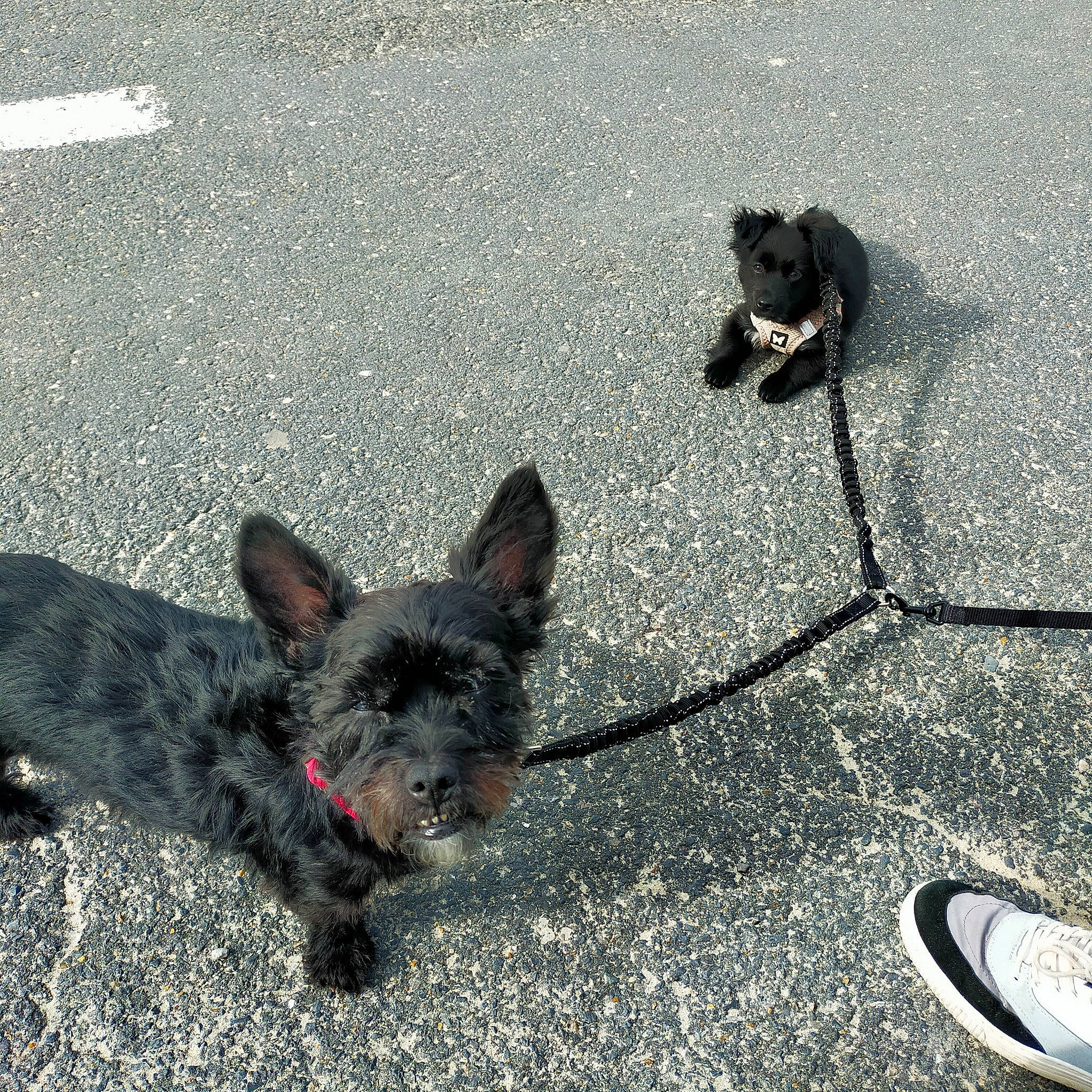 Iris participe au concours pour gagner de l'argent avec cette photo : asphalt, carnivore, collar, companion_dog, concrete, dog, dog_breed, flooring, foot, grass, paw, road_surface, shadow, sidewalk, snout, tail, tar, terrestrial_animal, toy_dog, working_animal