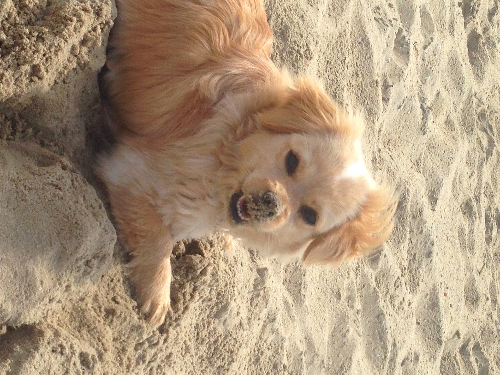 Roméo a rejoint le concours — aidez-le/la à gagner de superbes lots ! ball, canidae, carnivore, companion_dog, dog, dog_breed, dog_supply, fawn, mammal, puppy, retriever, sand, snout, sporting_group, working_animal, working_dog