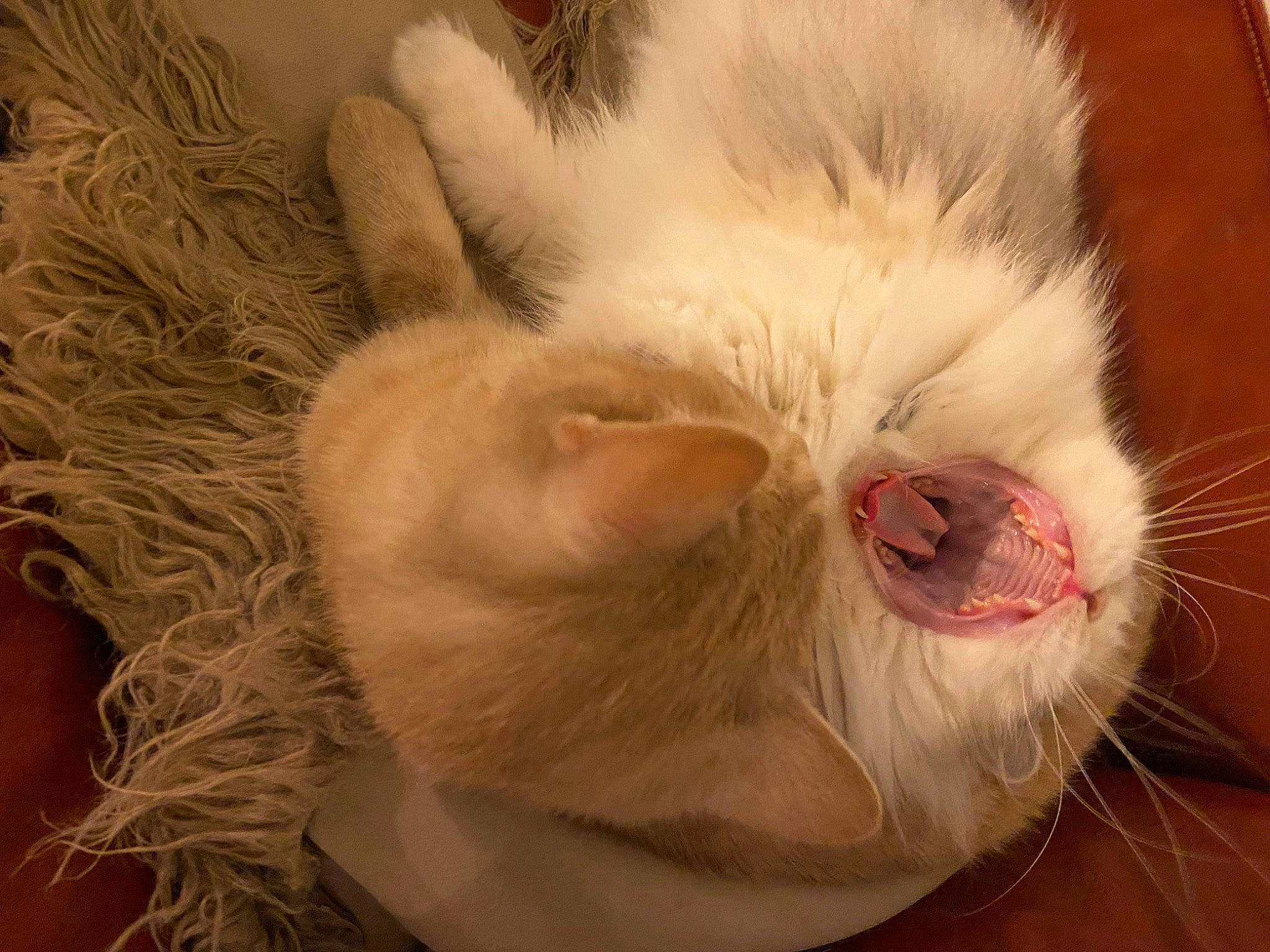 Nayla a rejoint le concours — aidez-le/la à gagner de superbes lots ! carnivore, cat, claw, comfort, domestic_short_haired_cat, ear, fawn, felidae, foot, fur, nap, paw, small_to_medium_sized_cats, snout, tail, whiskers