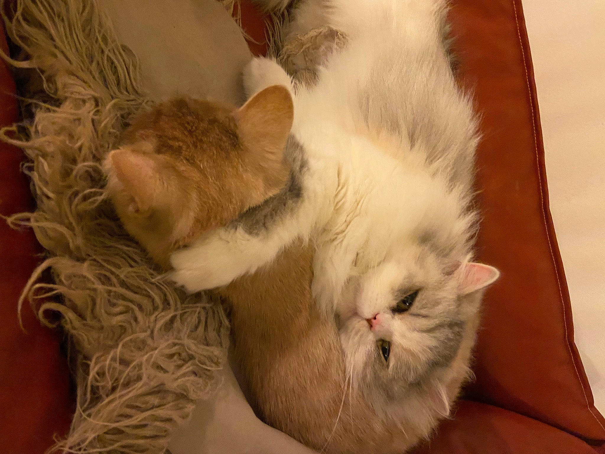 Nayla a rejoint le concours — aidez-le/la à gagner de superbes lots ! carnivore, cat, claw, comfort, domestic_short_haired_cat, fawn, felidae, fur, nap, paw, small_to_medium_sized_cats, snout, tail, whiskers