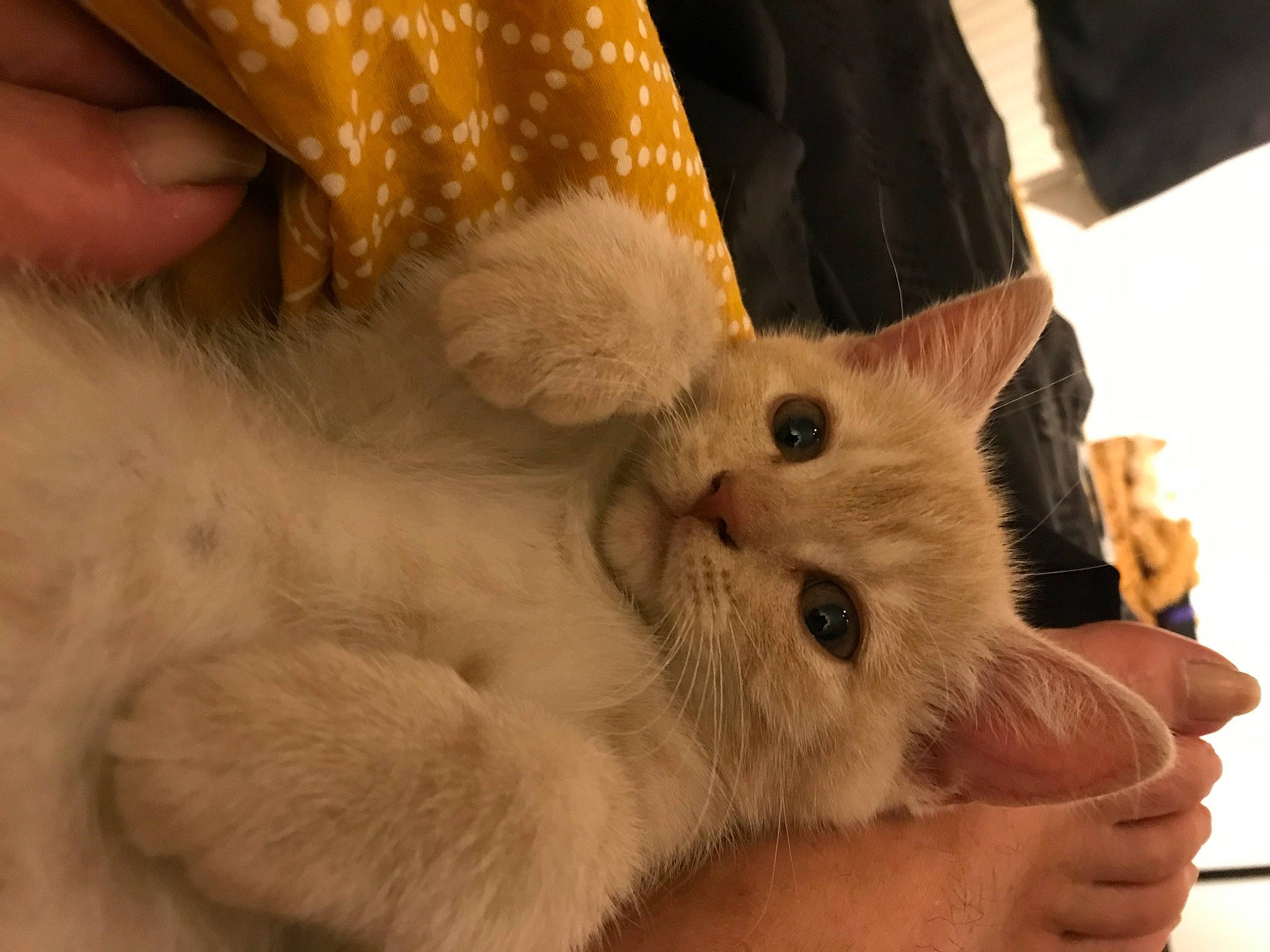 Teddy participe au concours pour gagner de l'argent avec cette photo : canidae, carnivore, cat, claw, comfort, companion_dog, dog_breed, domestic_short_haired_cat, ear, fawn, felidae, finger, fur, gesture, nail, paw, small_to_medium_sized_cats, snout, tail, whiskers