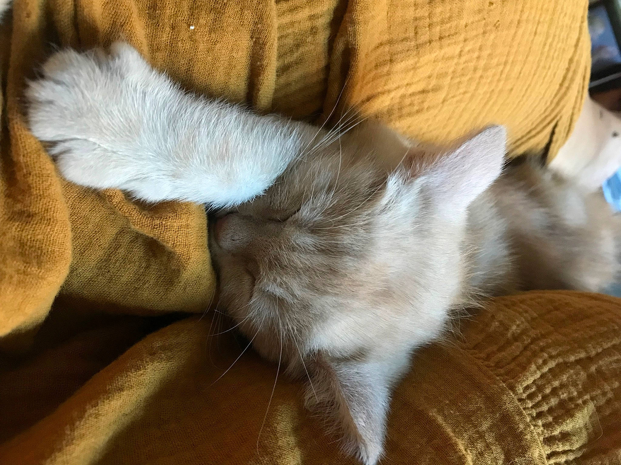 Teddy a rejoint le concours — aidez-le/la à gagner de superbes lots ! canidae, carnivore, cat, claw, comfort, dog_breed, domestic_short_haired_cat, fawn, felidae, foot, fur, hardwood, human_leg, linens, paw, small_to_medium_sized_cats, sporting_group, tail, whiskers, wood