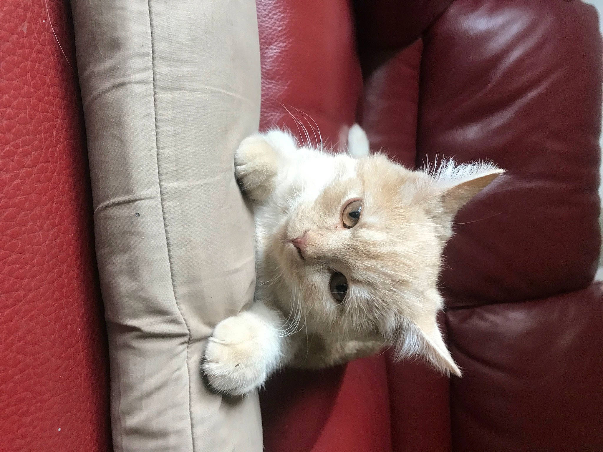 Teddy participe au concours pour gagner de l'argent avec cette photo : carnivore, cat, claw, comfort, couch, domestic_short_haired_cat, fawn, felidae, fur, linens, paw, small_to_medium_sized_cats, snout, tail, whiskers