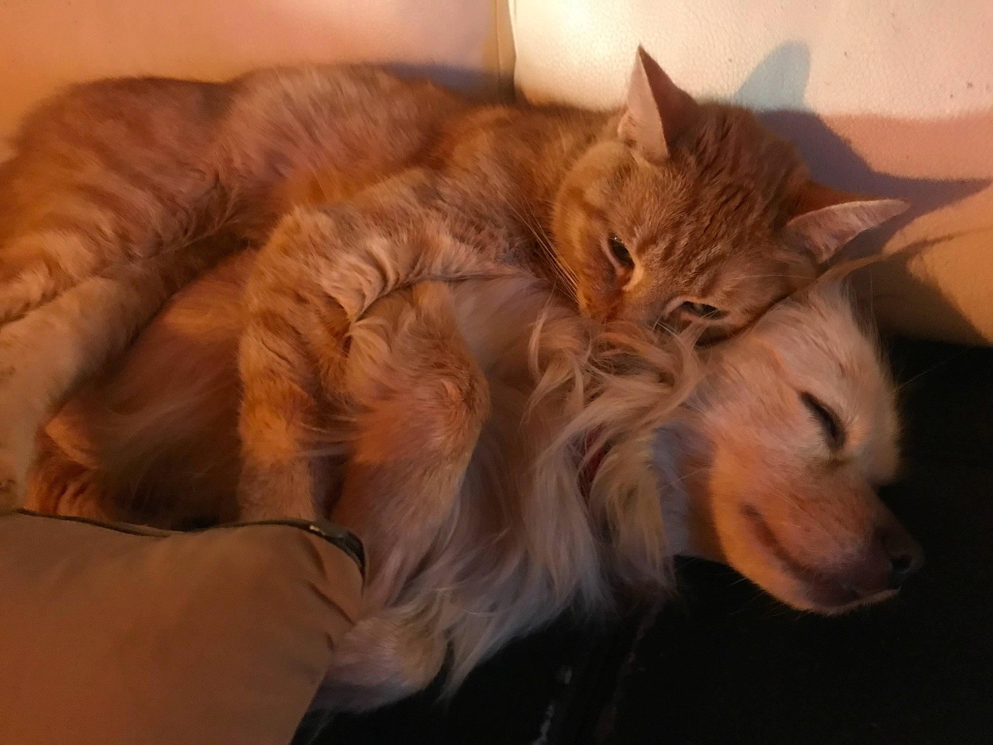 Romy participe au concours pour gagner de l'argent avec cette photo : bed, carnivore, cat, claw, comfort, companion_dog, dog_breed, ear, fawn, felidae, fur, lap, nap, paw, sleep, small_to_medium_sized_cats, snout, tail, terrestrial_animal, whiskers