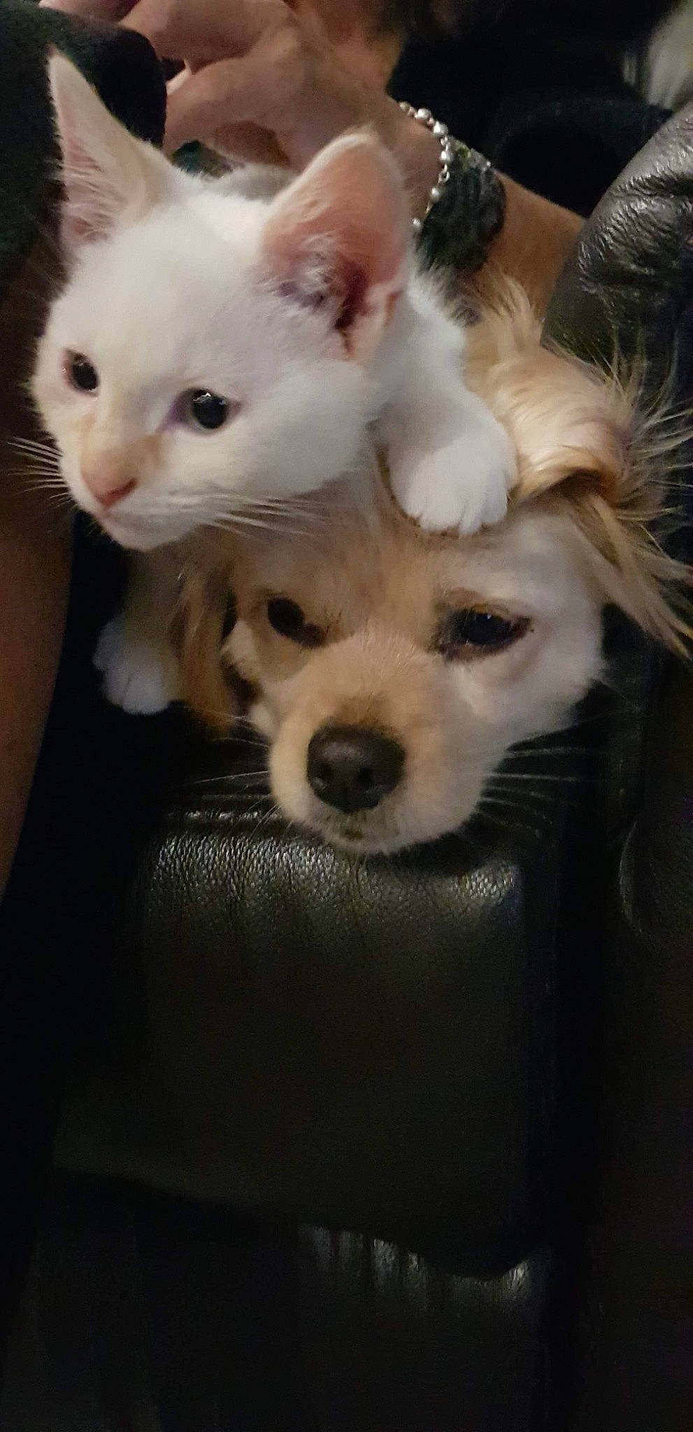 Romy participe au concours pour gagner de l'argent avec cette photo : canidae, carnivore, cat, companion_dog, dog, dog_breed, ear, fawn, felidae, fur, non_sporting_group, small_terrier, sporting_group, terrestrial_animal, toy_dog, whiskers, working_animal