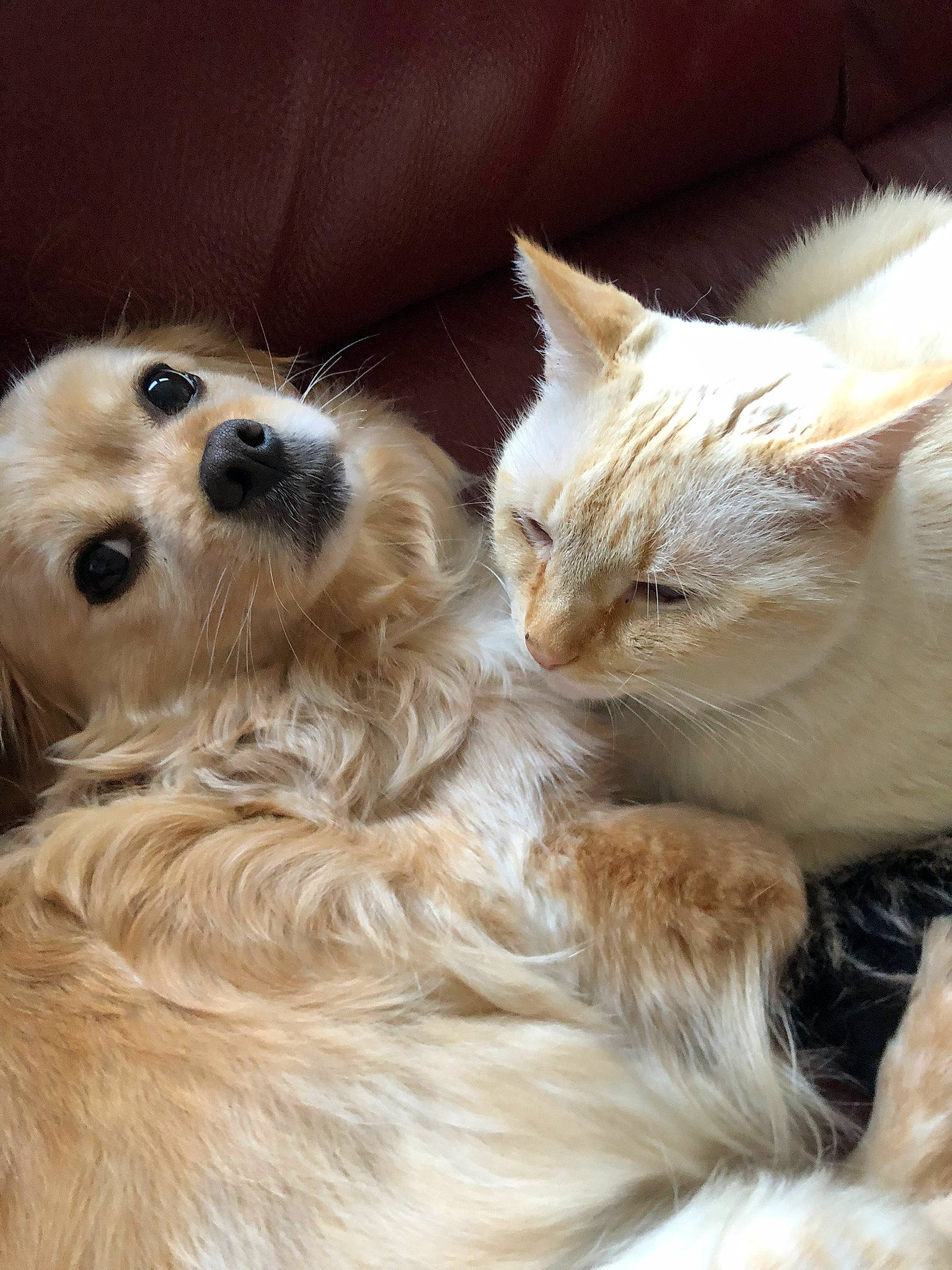 Romy a rejoint le concours — aidez-le/la à gagner de superbes lots ! carnivore, cat, claw, comfort, companion_dog, dog, dog_breed, dog_supply, fawn, felidae, fur, paw, plant, small_to_medium_sized_cats, snout, tail, terrestrial_animal, toy_dog, whiskers