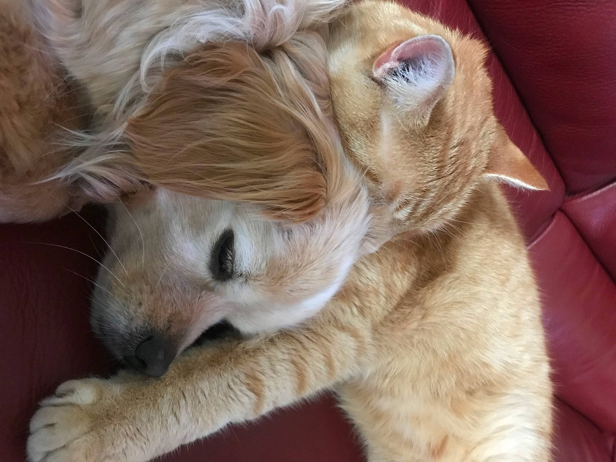 Romy a rejoint le concours — aidez-le/la à gagner de superbes lots ! bored, canidae, carnivore, claw, companion_dog, dog, dog_breed, ear, fawn, fur, liver, paw, sporting_group, tail, terrestrial_animal, toy_dog, whiskers, working_animal