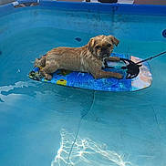 Sammy a rejoint le concours — aidez-le/la à gagner de superbes lots ! dog, pool, water, float, sunlight, outdoor, pet, relaxing, summer, blue, animal, canine, floating, small_dog, backyard, leash, colorful, sunlight_reflection, calm, resting