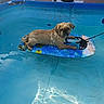 dog, pool, water, float, sunlight, outdoor, pet, relaxing, summer, blue, animal, canine, floating, small_dog, backyard, leash, colorful, sunlight_reflection, calm, resting