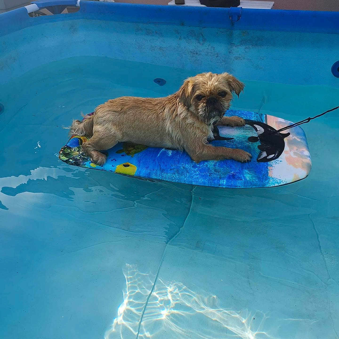 Sammy a rejoint le concours — aidez-le/la à gagner de superbes lots ! dog, pool, water, float, sunlight, outdoor, pet, relaxing, summer, blue, animal, canine, floating, small_dog, backyard, leash, colorful, sunlight_reflection, calm, resting