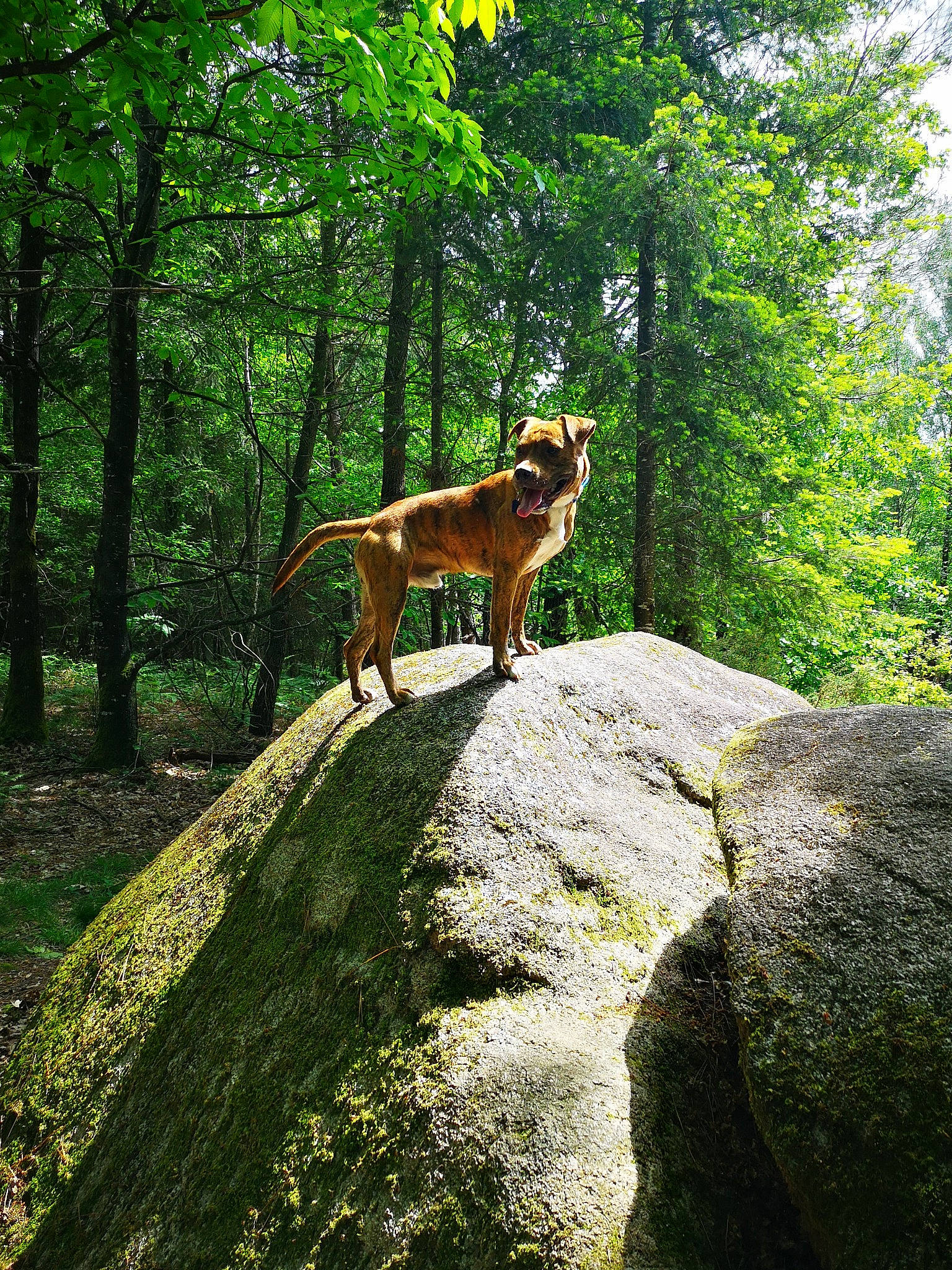 Elboy a rejoint le concours — aidez-le/la à gagner de superbes lots ! biome, canidae, carnivore, dog, dog_breed, fawn, forest, jungle, national_park, nature_reserve, old_growth_forest, plant, rainforest, sporting_group, temperate_broadleaf_and_mixed_forest, temperate_coniferous_forest, tree, trunk, wildlife, woodland