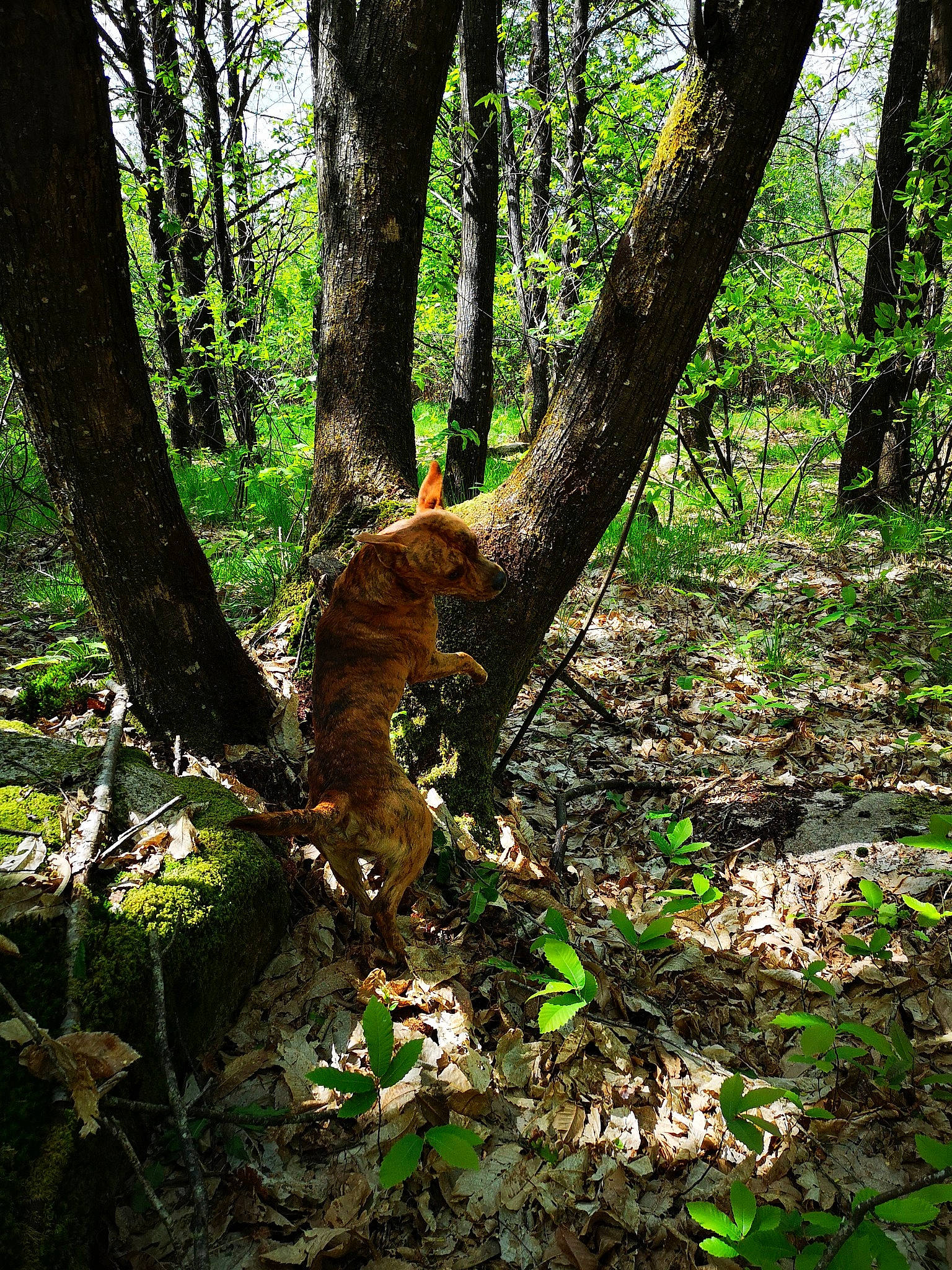 Elboy a rejoint le concours — aidez-le/la à gagner de superbes lots ! biome, branch, deciduous, forest, jungle, natural_environment, natural_landscape, nature_reserve, northern_hardwood_forest, old_growth_forest, plant, rainforest, temperate_broadleaf_and_mixed_forest, tree, tropical_and_subtropical_coniferous_forests, trunk, valdivian_temperate_rain_forest, vegetation, woodland, woody_plant