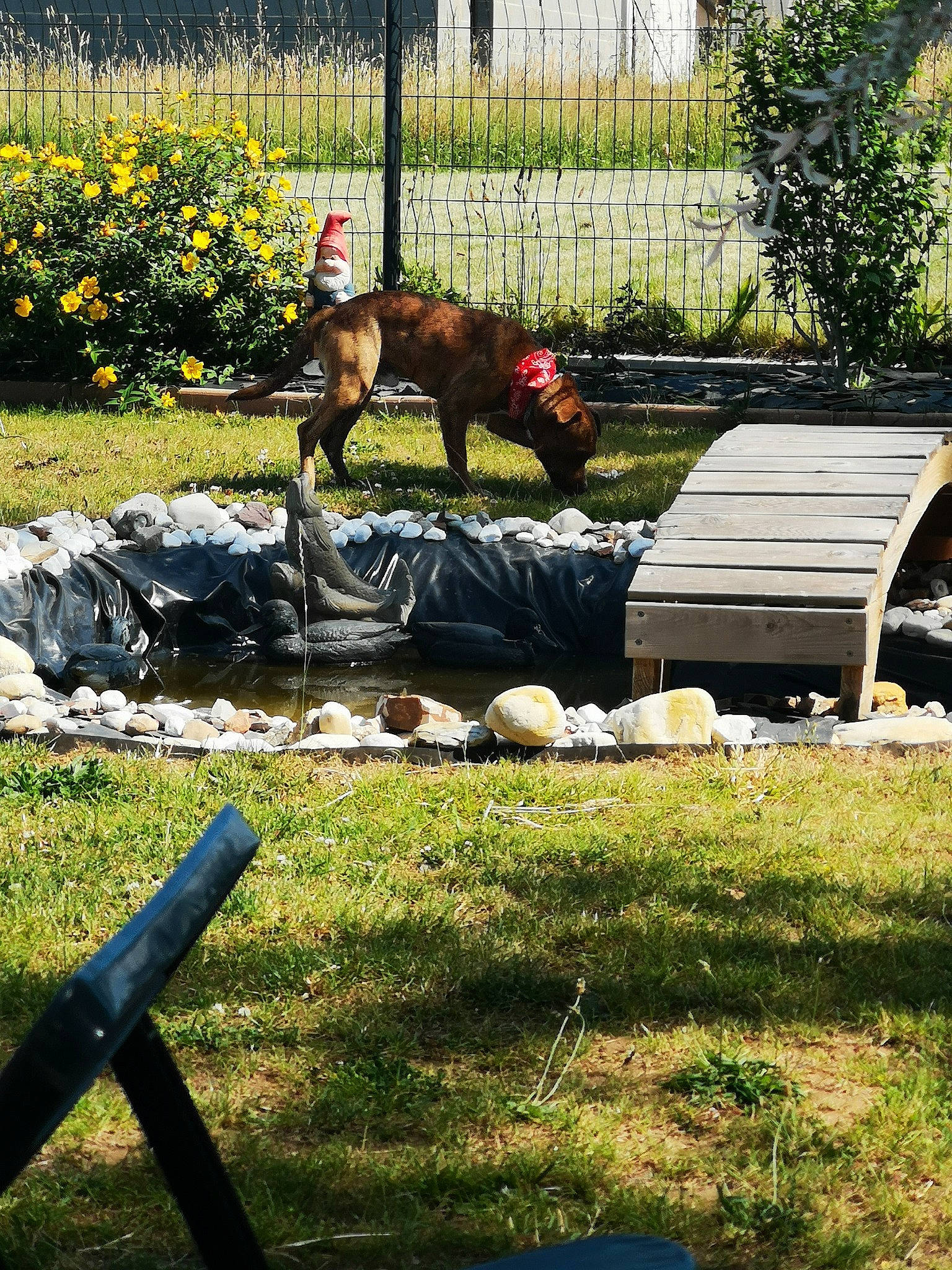 Elboy a rejoint le concours — aidez-le/la à gagner de superbes lots ! backyard, canidae, fence, goat, goats, grass, landscape, lawn, plant, tail, tree, yard