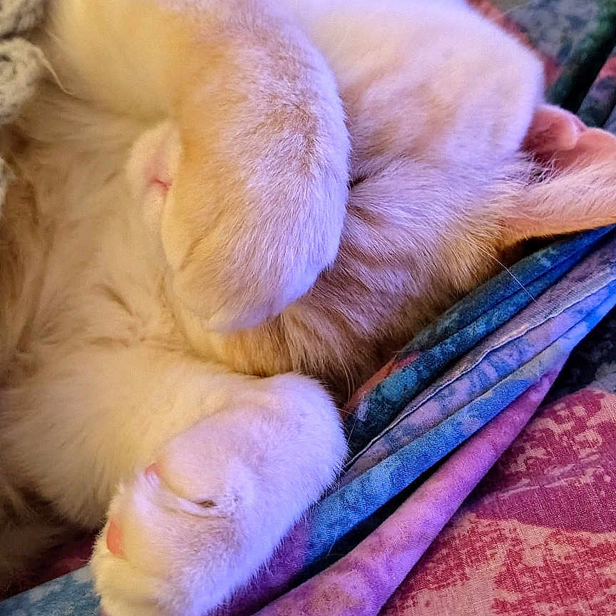 Leo