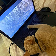 Miky a rejoint le concours — aidez-le/la à gagner de superbes lots ! cat, orange_cat, laptop, computer, keyboard, mouse, bed, indoor, technology, pet, resting, feline, whiskers, collar, screen, people, plants, multitasking, cozy, casual
