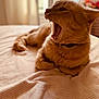Miky participe au concours pour gagner de l'argent avec cette photo : cat, orange_cat, yawning, bed, striped_bedspread, indoor, window, natural_light, sleepy, cozy, fur, pet, animal, relaxed, whiskers, collar, soft_light, feline, domestic_cat, resting