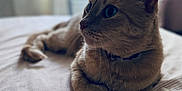 Miky a rejoint le concours — aidez-le/la à gagner de superbes lots ! cat, indoor, bed, striped_bedspread, fur, pet, relaxed, closeup, whiskers, collar, domestic_animal, soft_light, blurred_background, feline, resting, side_view, ears, curious, animal_portrait, cozy