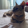 cat, indoor, bed, striped_bedspread, fur, pet, relaxed, closeup, whiskers, collar, domestic_animal, soft_light, blurred_background, feline, resting, side_view, ears, curious, animal_portrait, cozy