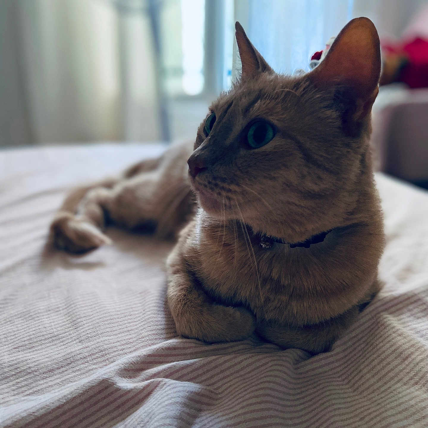 Miky a rejoint le concours — aidez-le/la à gagner de superbes lots ! animal_portrait, bed, blurred_background, cat, closeup, collar, cozy, curious, domestic_animal, ears, feline, fur, indoor, pet, relaxed, resting, side_view, soft_light, striped_bedspread, whiskers