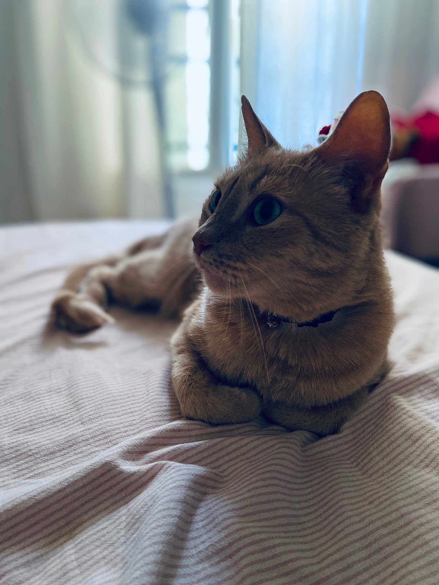 Miky a rejoint le concours — aidez-le/la à gagner de superbes lots ! cat, indoor, bed, striped_bedspread, fur, pet, relaxed, closeup, whiskers, collar, domestic_animal, soft_light, blurred_background, feline, resting, side_view, ears, curious, animal_portrait, cozy