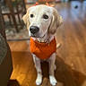 Chilli is registered to the contest to win money with this photo: dog, puppy, cream_colored, orange_sweater, head_bows, pet, animal, portrait, indoors, home, hardwood_floor, furniture, chair, warm_lighting, close_up, standing, collar, cute, fashionable, looking_at_camera
