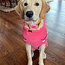 Chilli is registered to the contest to win money with this photo: dog, golden_retriever, pet, pink_sweater, clothing, sitting, portrait, indoors, dining_room, wooden_floor, dining_table, chairs, person, rug, plant, collar, tag, cute, looking_at_camera, natural_light
