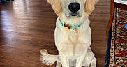 Chilli joined the competition — help win amazing prizes! dog, golden_retriever, pet, sitting, portrait, indoors, home, hardwood_floor, collar, fluffy, cream_fur, looking_at_camera, puppy, animal, dog_crate, rug, furniture, family_photos, child, colorful_collar