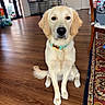 dog, golden_retriever, pet, sitting, portrait, indoors, home, hardwood_floor, collar, fluffy, cream_fur, looking_at_camera, puppy, animal, dog_crate, rug, furniture, family_photos, child, colorful_collar