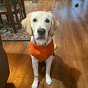 Chilli joined the competition — help win amazing prizes! dog, puppy, golden_retriever, orange_sweater, orange_bows, pet, animal, portrait, sitting, indoors, home, kitchen, dining_area, hardwood_floor, rug, furniture, chair, collar, cute, camera_facing
