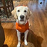 dog, puppy, golden_retriever, orange_sweater, orange_bows, pet, animal, portrait, sitting, indoors, home, kitchen, dining_area, hardwood_floor, rug, furniture, chair, collar, cute, camera_facing