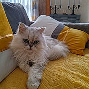Ghost participe au concours pour gagner de l'argent avec cette photo : cat, fluffy, white_cat, pet, indoor, sofa, cushion, yellow_blanket, yellow_pillow, relaxing, cozy, living_room, curtains, decor, furniture, animal, mammal, home, resting, cute