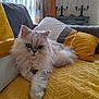 cat, fluffy, white_cat, pet, indoor, sofa, cushion, yellow_blanket, yellow_pillow, relaxing, cozy, living_room, curtains, decor, furniture, animal, mammal, home, resting, cute