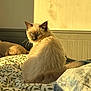 Moon participe au concours pour gagner de l'argent avec cette photo : cat, siamese, blue_eyes, fur, bed, blanket, sunlight, indoor, cozy, pattern, leaf, furniture, pet, animal, resting, looking_back, soft, warm, shadow, home