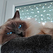 Moon a rejoint le concours — aidez-le/la à gagner de superbes lots ! cat, blue_eyes, fluffy, relaxed, indoor, window, soft_light, feline, close_up, pet, cozy, portrait, whiskers, fur, animal, resting, cute, domestic, tabby, sleepy