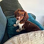 puppy, dog, brown_fur, white_fur, couch, cushion, pillow, blanket, indoor, pet, cute, small_dog, looking_back, fur, cozy, domestic_animal, animal, home, soft_texture, resting