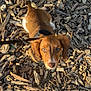 puppy, dog, leash, outdoor, wood_chips, brown, white, pet, animal, curious, young, ears, snout, fur, nature, daylight, close_up, looking_up, cute, small
