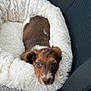 puppy, dog, pet_bed, car_seat, seatbelt, fluffy, brown, white, cute, portrait, animal, young, fur, indoors, resting, looking_up, nose, ears, cozy, travel