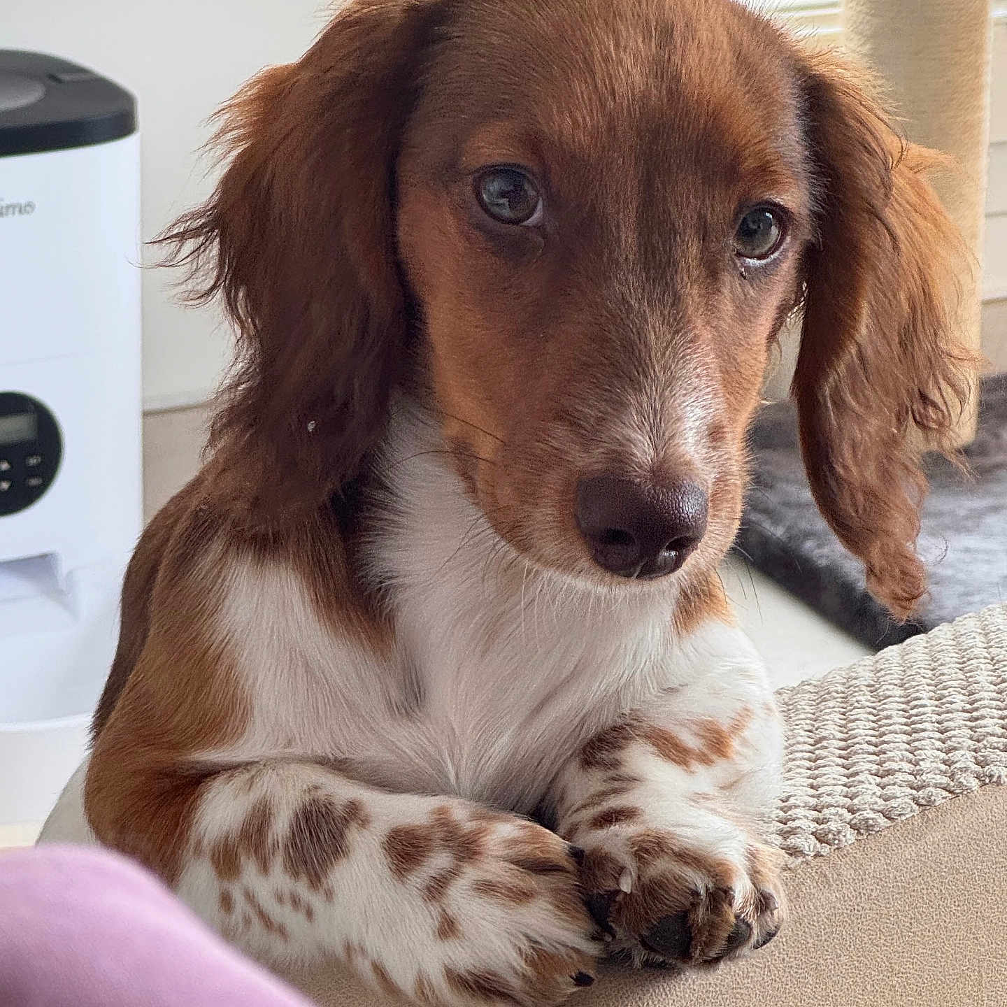 Balou participe au concours pour gagner de l'argent avec cette photo : animal, brown, close_up, cozy, curious, cute, dog, domestic_animal, ears, fur, home, indoor, looking, paws, pet_bed, puppy, resting, snout, white, young_dog