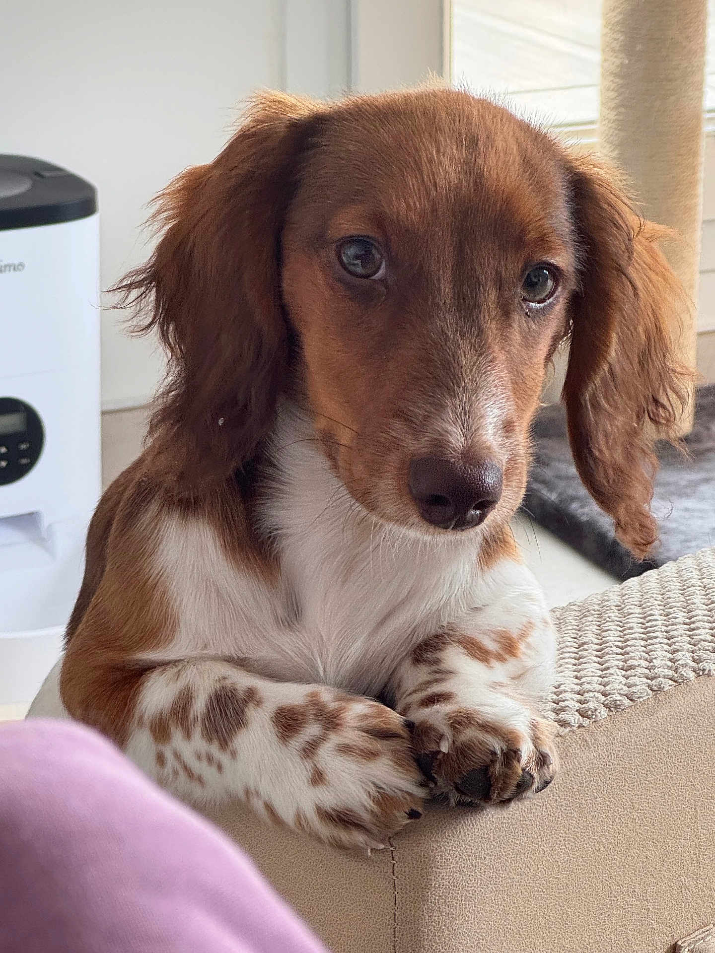 Balou