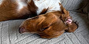Balou a rejoint le concours — aidez-le/la à gagner de superbes lots ! dog, sleeping, brown_and_white_dog, cozy, blanket, texture, resting, pet, animal, fur, ear, snout, indoor, relaxation, peaceful, canine, closeup, comfort, napping, soft