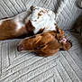 dog, sleeping, brown_and_white_dog, cozy, blanket, texture, resting, pet, animal, fur, ear, snout, indoor, relaxation, peaceful, canine, closeup, comfort, napping, soft