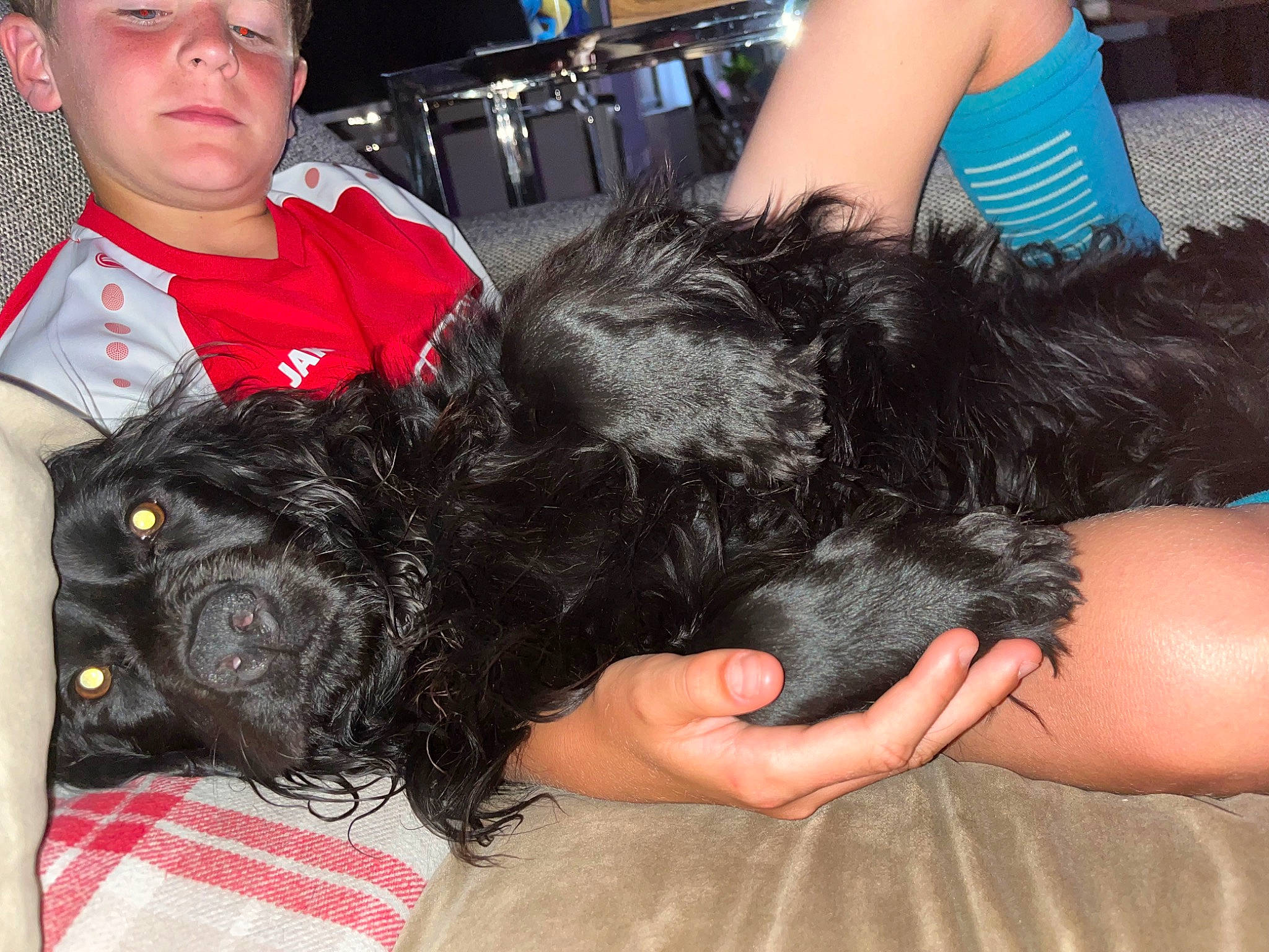 Bonnie a rejoint le concours — aidez-le/la à gagner de superbes lots ! black_hair, canidae, carnivore, chair, comfort, companion_dog, dog, dog_breed, ear, foot, fur, gesture, lap, mammal, small_terrier, sporting_group, terrier, thigh, toy_dog, wrist