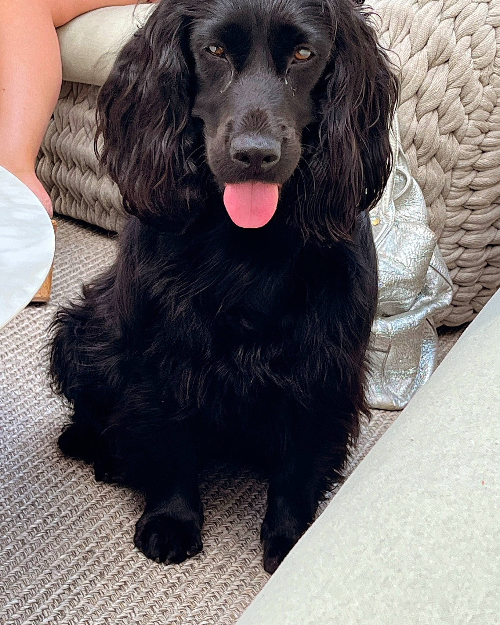 Bonnie participe au concours pour gagner de l'argent avec cette photo : borador, canidae, carnivore, companion_dog, dog, dog_breed, fur, giant_dog_breed, gun_dog, happy, hunting_dog, liver, smile, snout, spaniel, sporting_group, terrestrial_animal, working_animal, working_dog